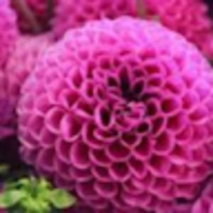 Meet your Posher, Silvia